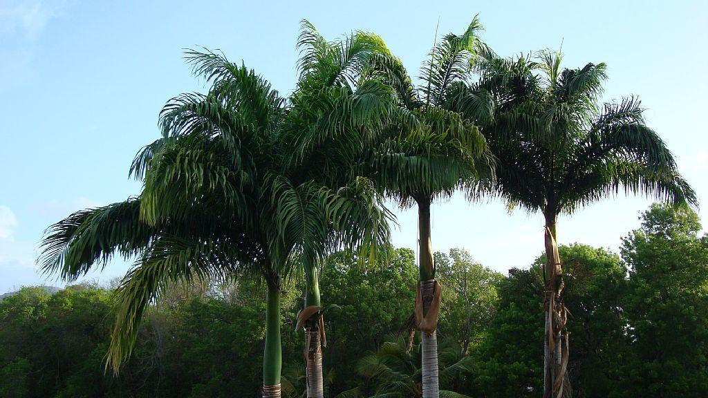Palm'Studio Anse de Caritan Sainte-Anne Esterno foto